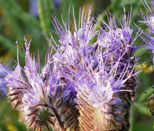 Lacy Phacelia Seeds - Phacelia Tanacetifolia