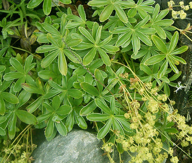 Lady's Mantle Alpine Seeds - Alchemilla Alpina