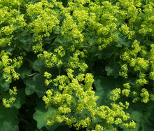Lady's Mantle Select Seeds - Robustica Alchemilla Mollis