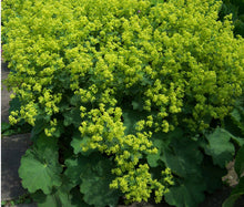 Lady's Mantle Select Seeds - Robustica Alchemilla Mollis