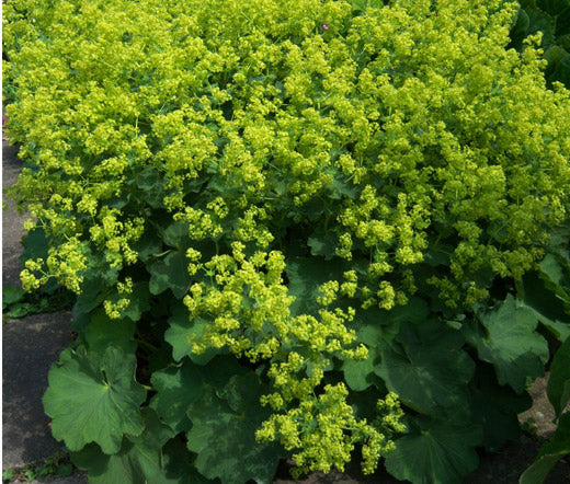 Lady's Mantle Select Seeds - Robustica Alchemilla Mollis