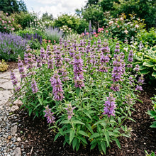 Lemon Mint Non GMO Bulk Seeds - Monarda Citriodora
