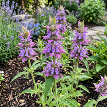 Lemon Mint Non GMO Bulk Seeds - Monarda Citriodora