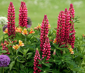 Lupine Russell Red Seeds - Lupinus Polyphyllus