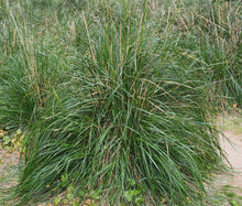 Mauritania Vine Reed Rope Grass Seeds - Ampelodesmos Mauritanicus