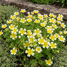 Meadowfoam Non GMO Seeds - Limnanthes Douglasii