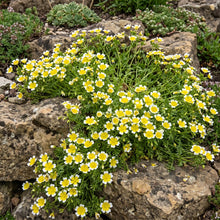Meadowfoam Non GMO Seeds - Limnanthes Douglasii