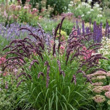Melic Siberian Red Spire Seeds - Melica Altissima Atropurpurea