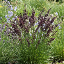 Melic Siberian Red Spire Seeds - Melica Altissima Atropurpurea