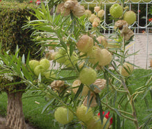 Balloon Plant Seeds - Gomphocarpus Physocarpus