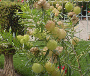 Balloon Plant Seeds - Gomphocarpus Physocarpus