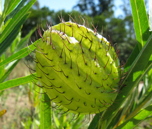 Balloon Plant Seeds - Gomphocarpus Physocarpus