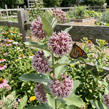 Milkweed Showy Seeds - Asclepias Speciosa