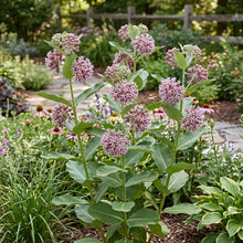 Milkweed Showy Seeds - Asclepias Speciosa
