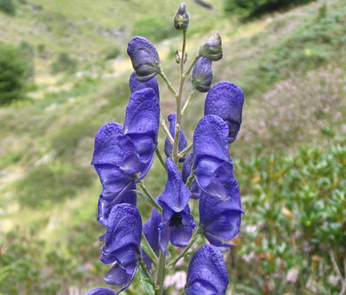 Monkshood Blue Seeds - Aconitum Napellus