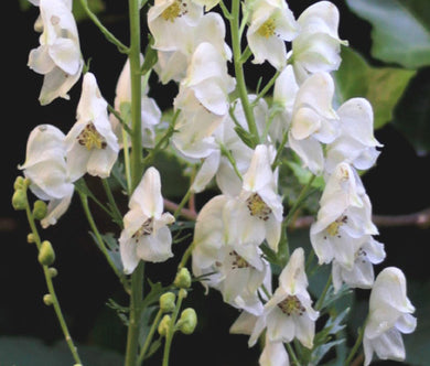 Monkshood White Seeds - Aconitum Napellus Album