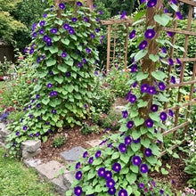Morning Glory Grandpa Ott Seeds - Ipomoea Purpurea