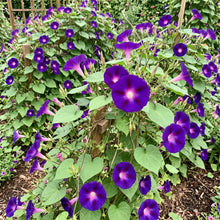 Morning Glory Grandpa Ott Seeds - Ipomoea Purpurea