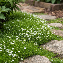 Irish Moss Pearlwort Bulk Seeds - Sagina Subulata