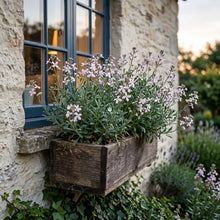 Night Scented Stock Seeds - Matthiola Bicornis