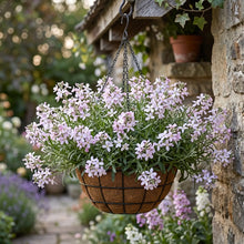 Night Scented Stock Seeds - Matthiola Bicornis