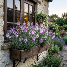 Night Scented Stock Seeds - Matthiola Bicornis