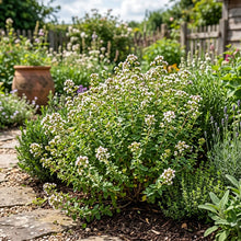 Oregano Italian Non GMO Seeds - Origanum Vulgare