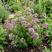 Oregano Italian Non GMO Seeds - Origanum Vulgare