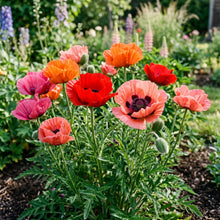 Oriental Poppy Mix Seeds - Papaver Orientale