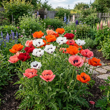 Oriental Poppy Mix Seeds - Papaver Orientale