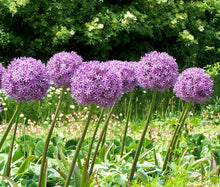Onion Ornamental Seeds - Allium Aflatunense