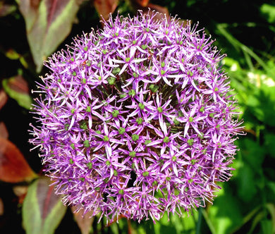 Onion Ornamental Star of Persia Seeds - Allium Christophii