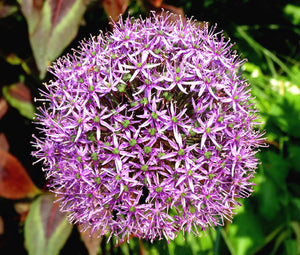 Onion Ornamental Star of Persia Seeds - Allium Christophii