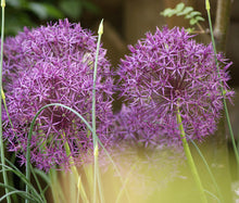 Onion Ornamental Star of Persia Seeds - Allium Christophii