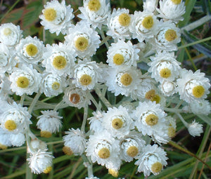 Pearly Everlasting Seeds - Anaphalis Margaritacea