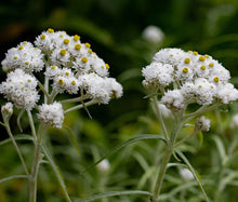 Pearly Everlasting Summer Snow Seeds - Anaphalis Triplinervis