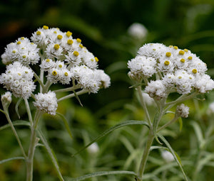 Pearly Everlasting Summer Snow Seeds - Anaphalis Triplinervis