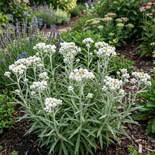 Pearly Everlasting Seeds - Anaphalis Margaritacea