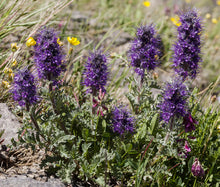 Phacelia Silky Seeds - Phacelia Sericea