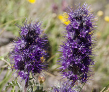 Phacelia Silky Seeds - Phacelia Sericea