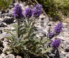 Phacelia Silky Seeds - Phacelia Sericea