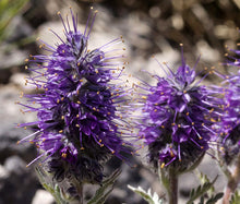 Phacelia Silky Seeds - Phacelia Sericea