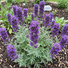 Phacelia Silky Seeds - Phacelia Sericea