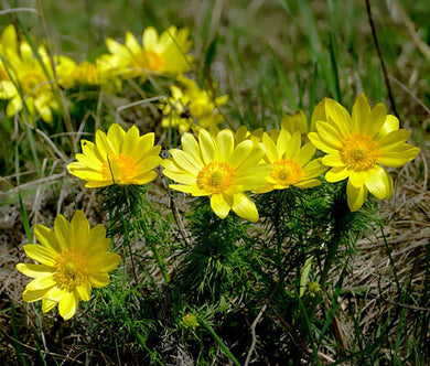 Pheasant's Eye Seeds - Adonis Vernalis