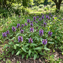 Prunella Self Heal Non GMO Seeds - Prunella Vulgaris