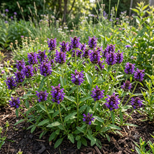 Prunella Self Heal Non GMO Seeds - Prunella Vulgaris
