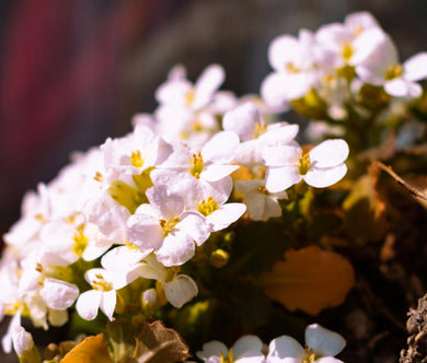 Rock Jasmine Alpine Seeds - Androsace Alpina