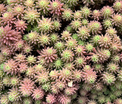 Sedum Lizard Stonecrop Seeds - Sedum Rubens