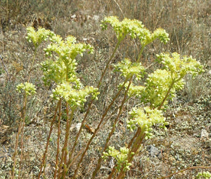 Sedum Pale Stonecrop Seeds - Sedum Sediforme