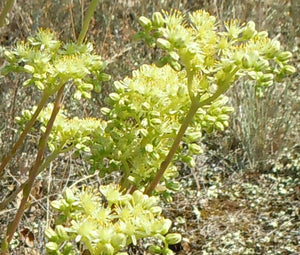 Sedum Pale Stonecrop Seeds - Sedum Sediforme